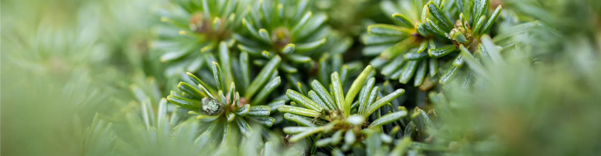 Abies koreana 'Brillant'