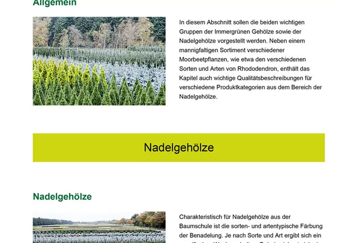 Immergrüne Gehölze