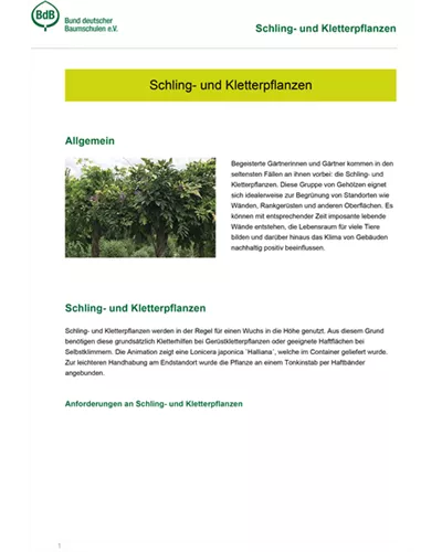 Schling- und Kletterpflanzen