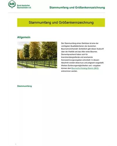 Stammumfang und Größenkennzeichnung