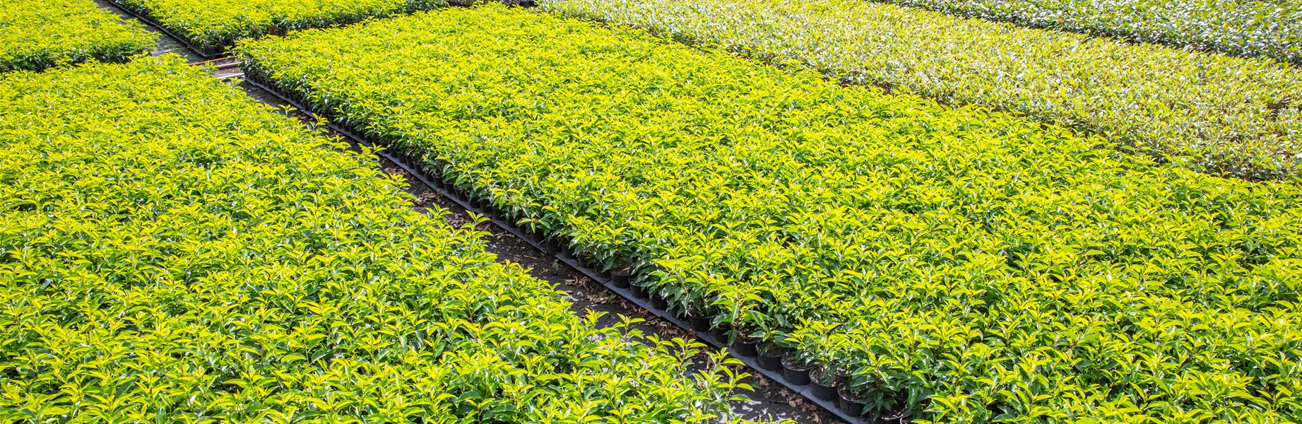 Pflanzen-Quatier in einer Baumschule
