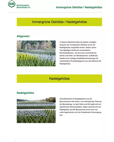 Immergrüne Gehölze