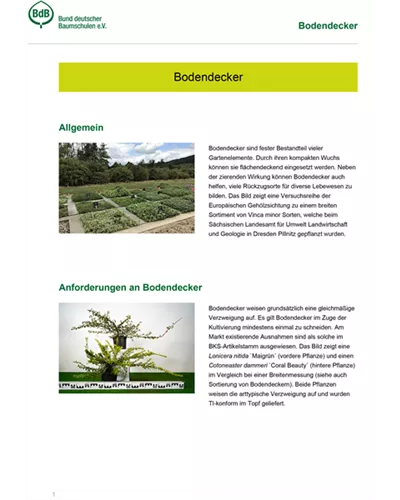 Bodendecker