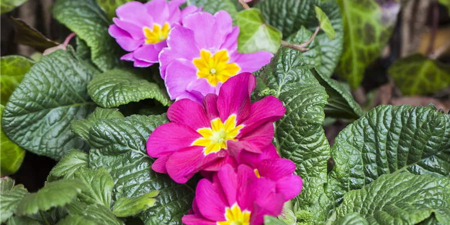 Primula vulgaris