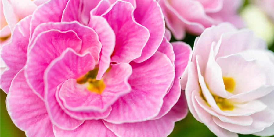 Primula vulgaris BELARINA